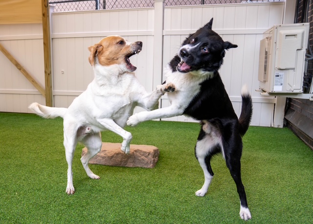 Astoria, NY - Dog Parks Directory