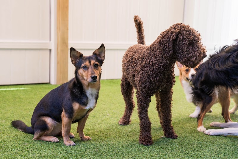 Canino - Dog Daycare in Astoria photo 2
