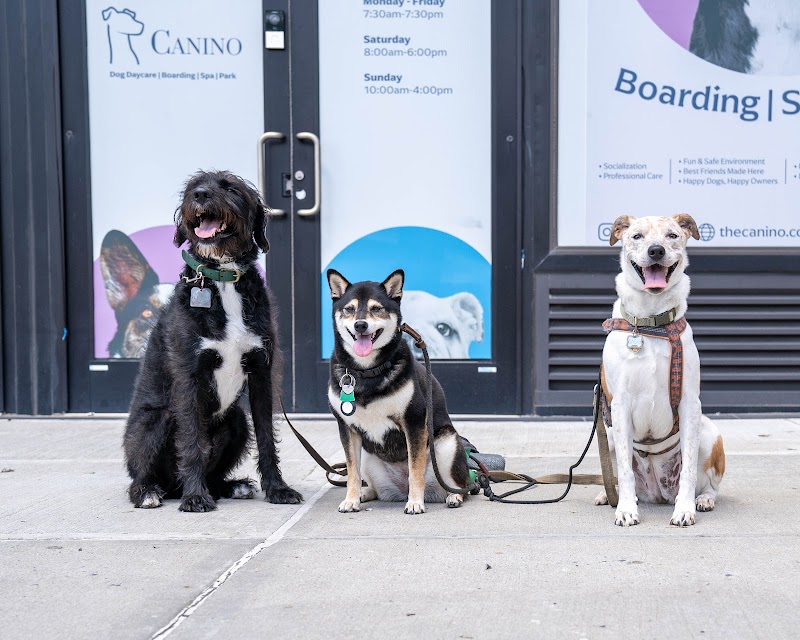 Canino - Dog Daycare in Astoria photo 6