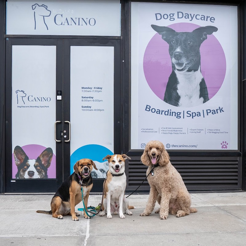 Canino - Dog Daycare in Astoria photo 3