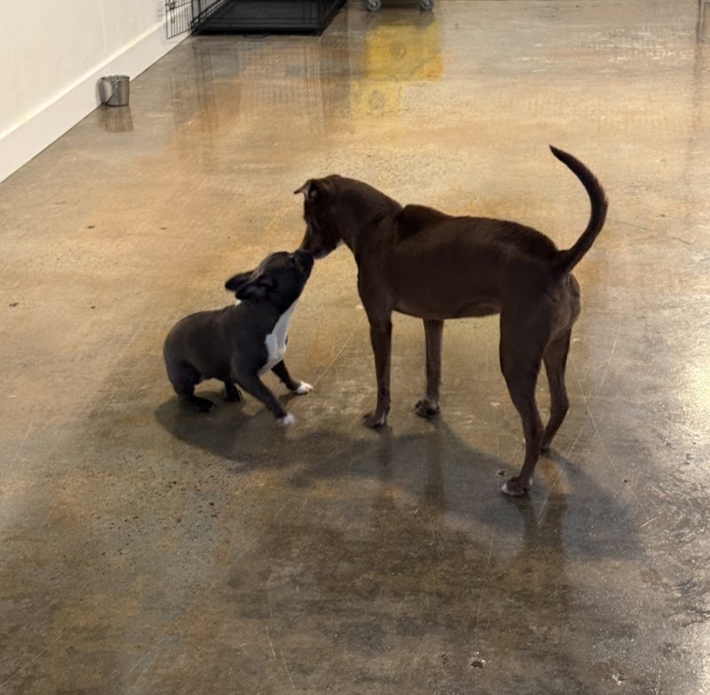 Atlanta, GA - Dog Parks Directory