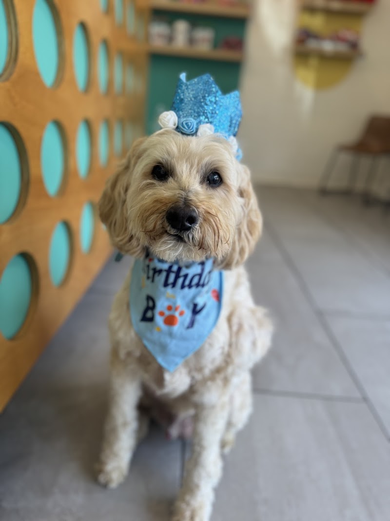 Barking Hound Village Buckhead photo 2