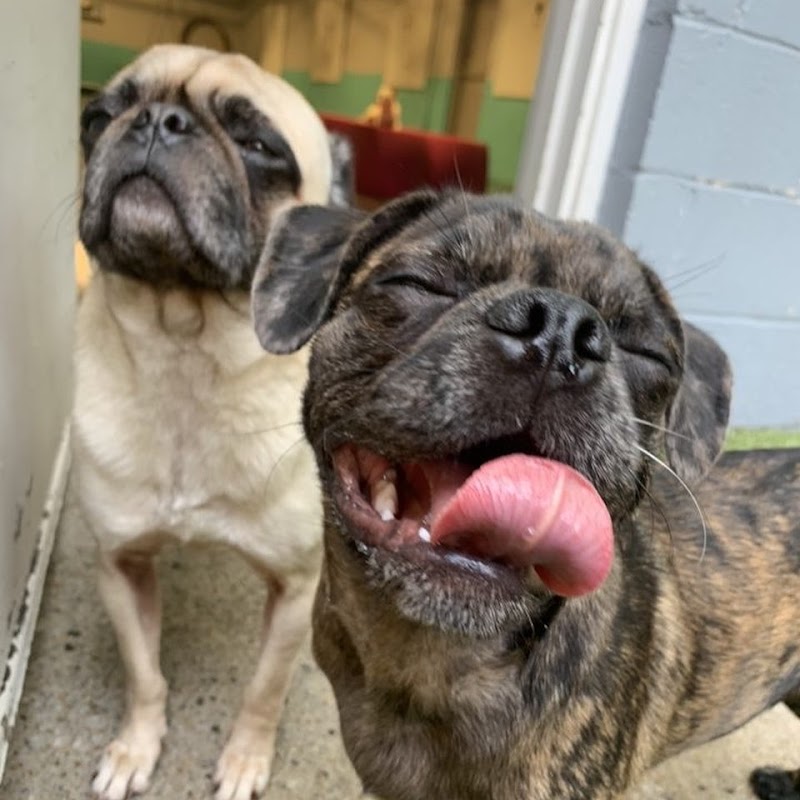 Club DiOGi - Dog-Friendly Establishment in Atlanta, GA | Indoor Dog Park