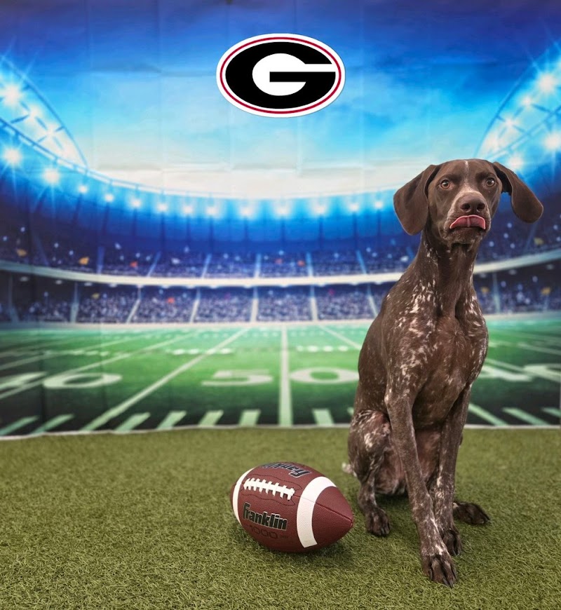 Dogtopia of Sandy Springs - Dog-Friendly Establishment in Atlanta, GA | Indoor Dog Park