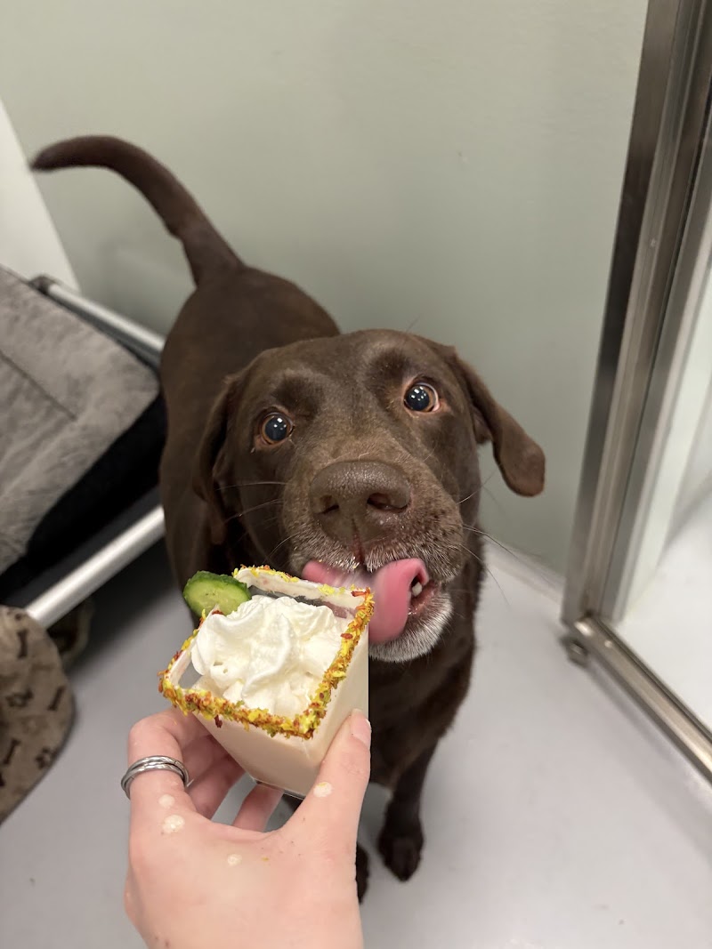 Dogtopia of Sandy Springs photo 6