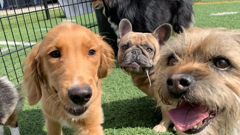 Skiptown - Dog Park in Atlanta, GA | Indoor Dog Park