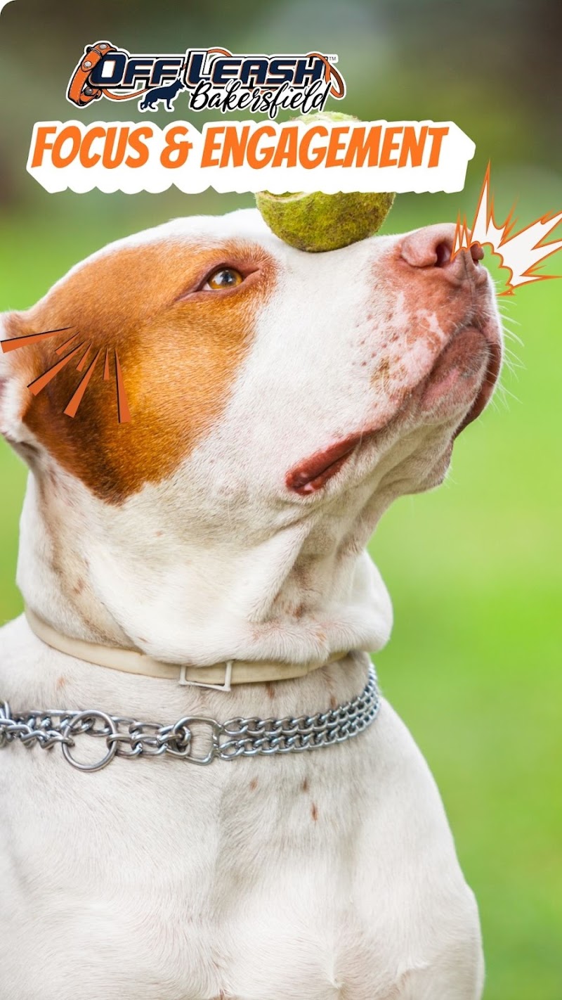 OffLeash K9 Training Bakersfield - Dog Park in Bakersfield, CA | Indoor Dog Park