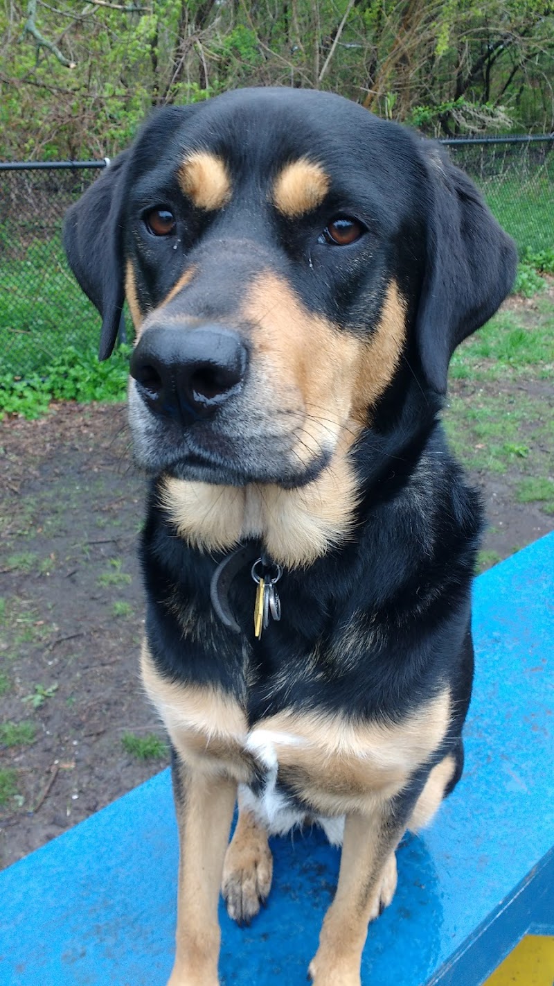 Canine Court photo 2