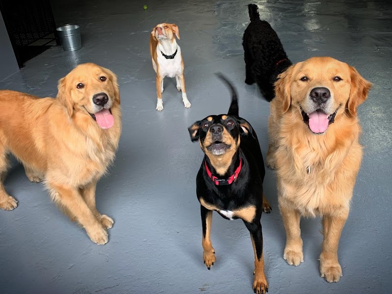 Acme Dog Run photo 2