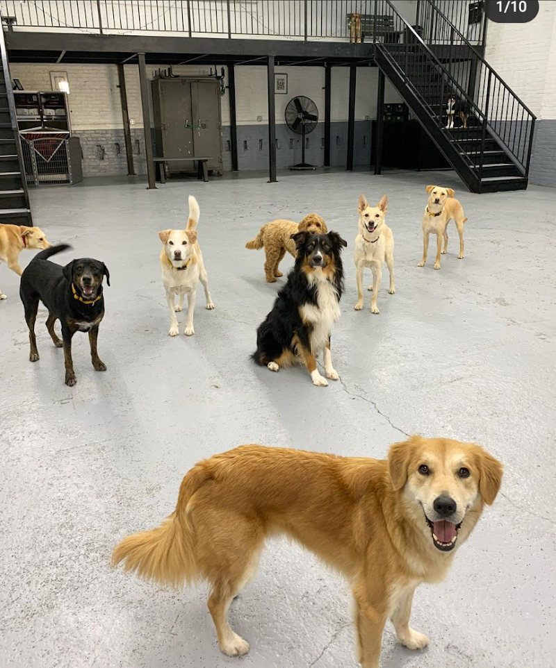 Acme Dog Run photo 3