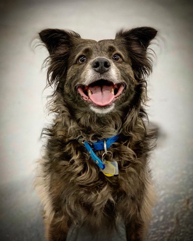 Acme Dog Run photo 5