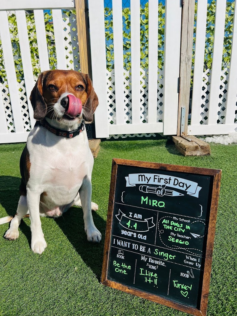 All Dogs In The City Greenpoint photo 2