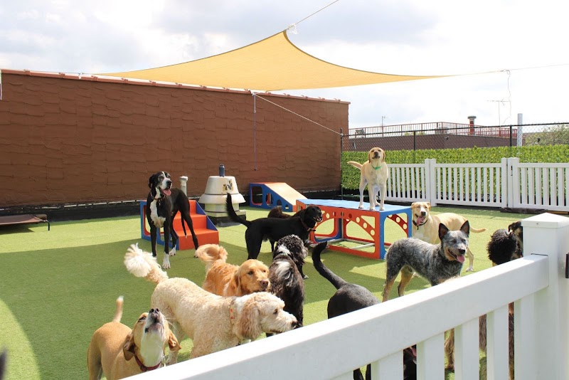 All Dogs In The City Greenpoint photo 3