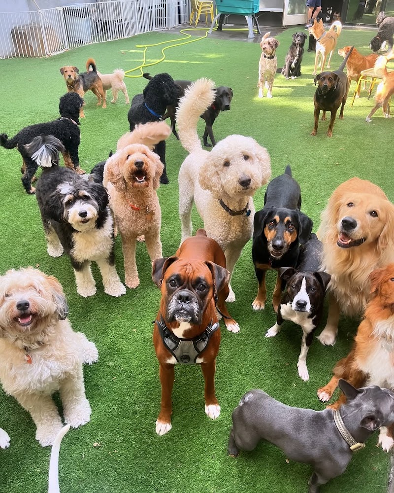 Brooklyn Pawffice photo 1