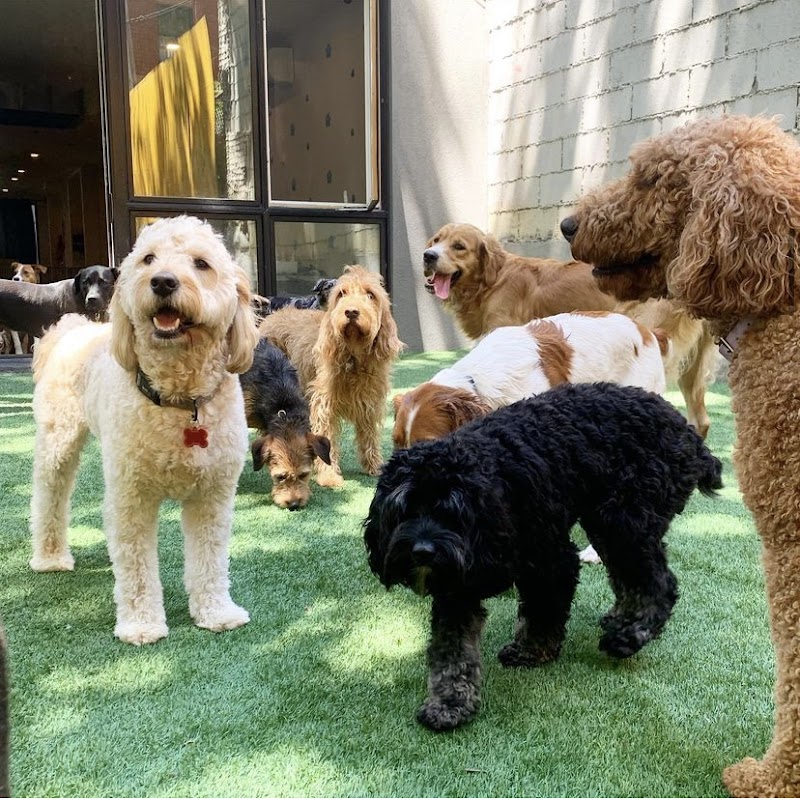 Brooklyn Pawffice - Dog-Friendly Establishment in Brooklyn, NY