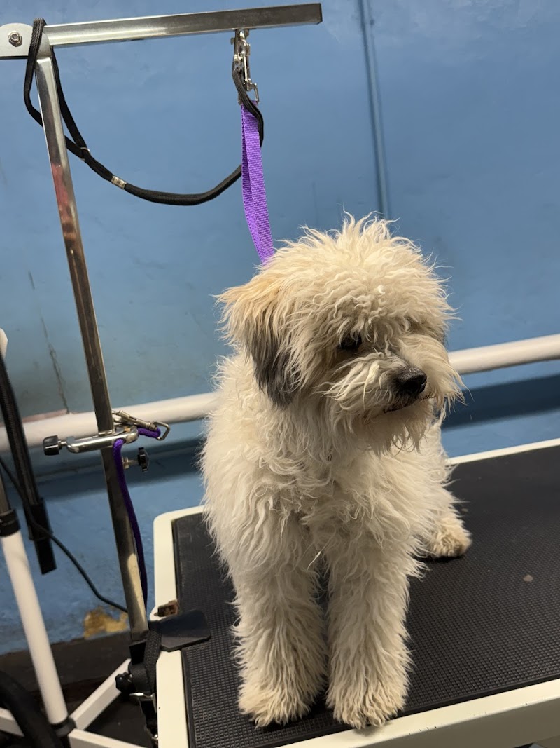 Buddy's Dog Den photo 2