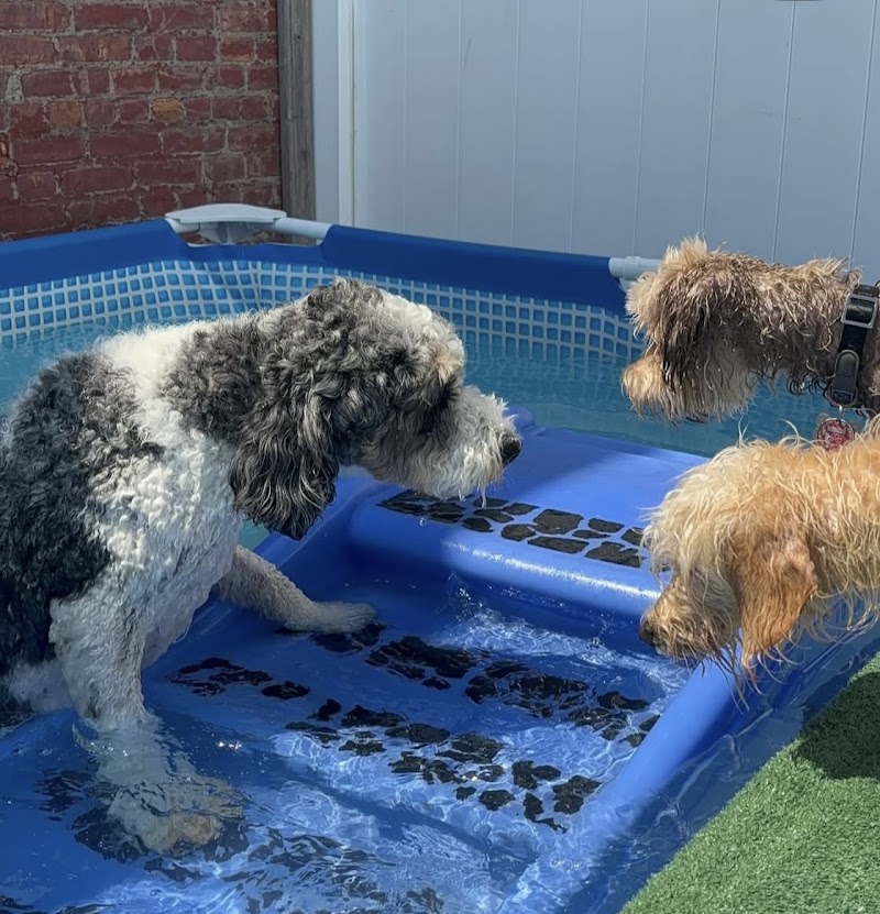 Buddy's Dog Den photo 3