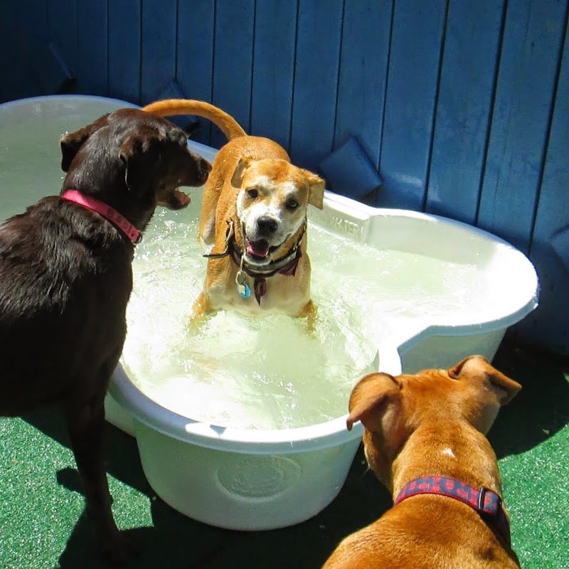 Buddy's Dog Den photo 4