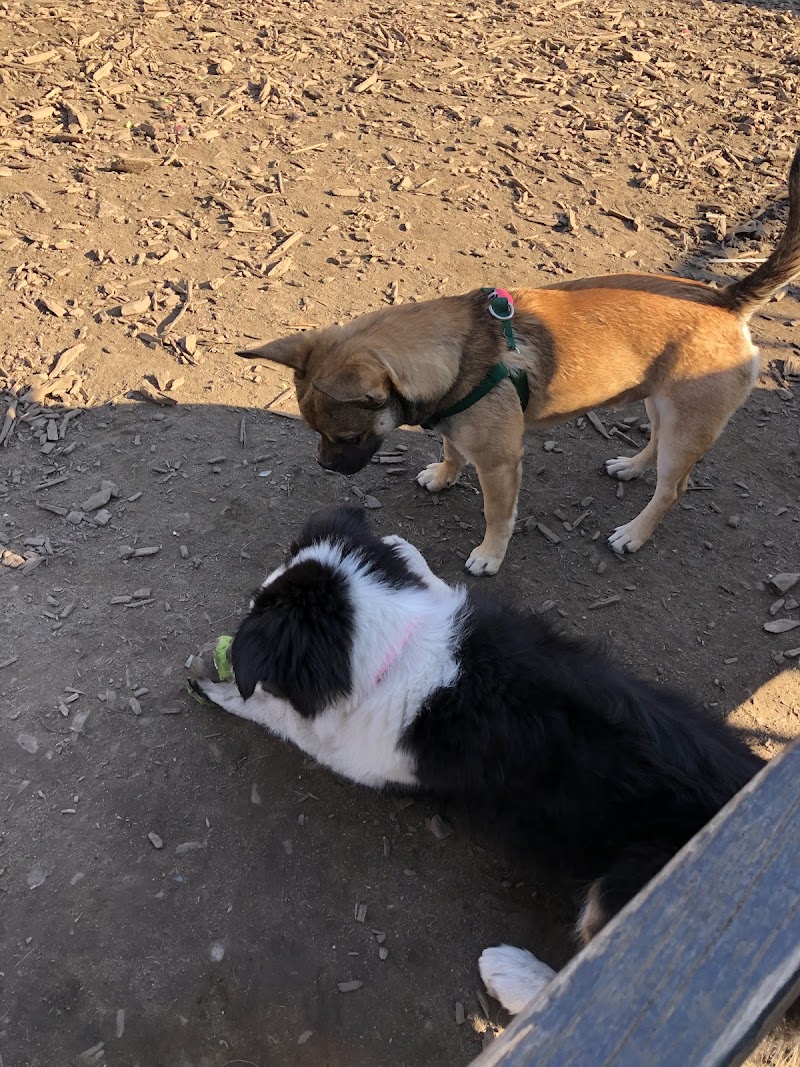 Herbert Von King Park Dog Run photo 5