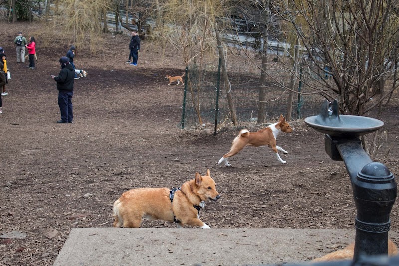 Hillside Dog Park - Dog Park in Brooklyn, NY | Indoor Dog Park
