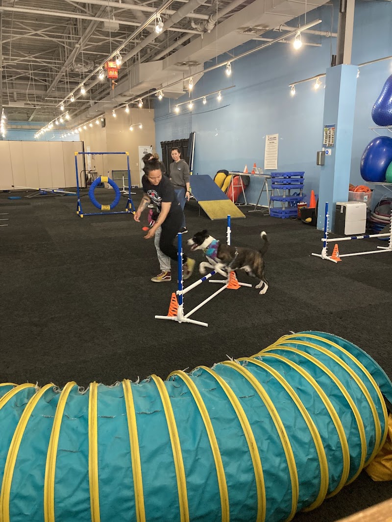 The Martial ARFS Dog Training & Fitness Center - Dog-Friendly Establishment in Carle Place, NY | Indoor Dog Park