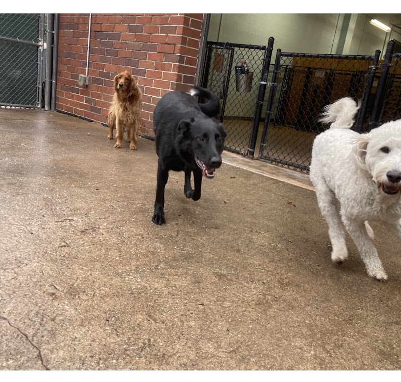 Barking Hound Village Decatur photo 2