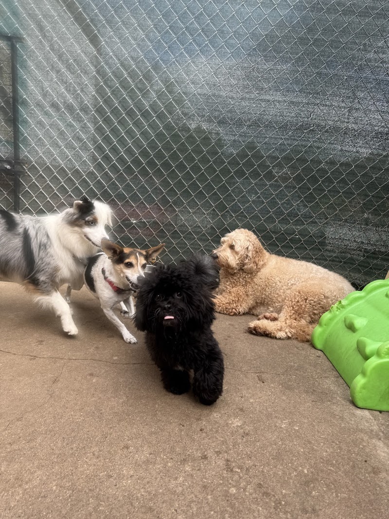 Barking Hound Village Decatur photo 3