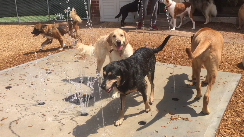 Decatur, GA - Dog Parks Directory