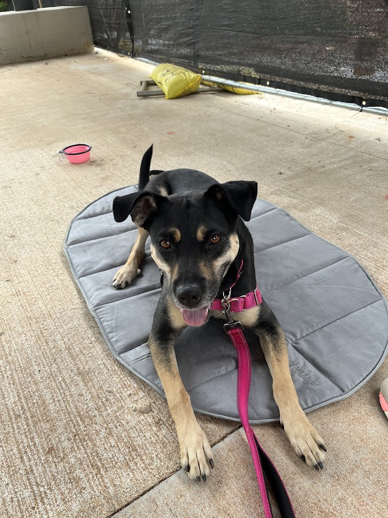 Frogs to Dogs, Training & Pet Care photo 1