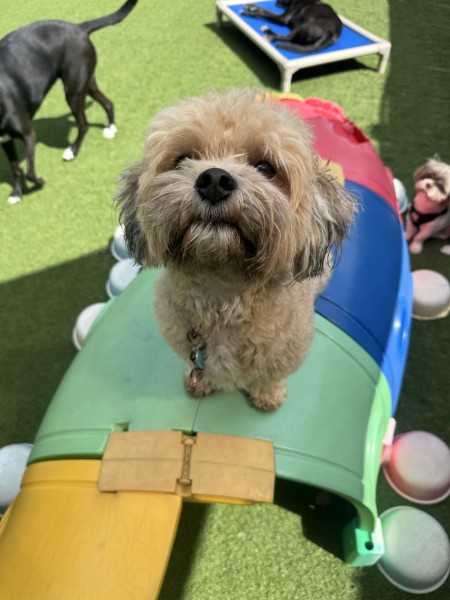 Dunwoody, GA - Dog Parks Directory