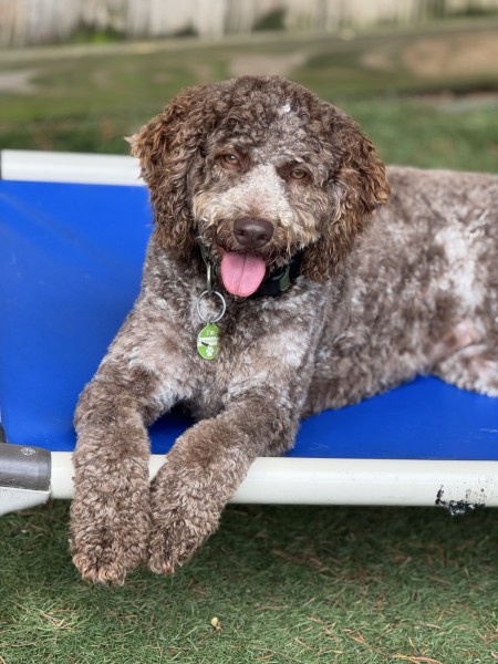 Camp Run-A-Mutt Dunwoody photo 2