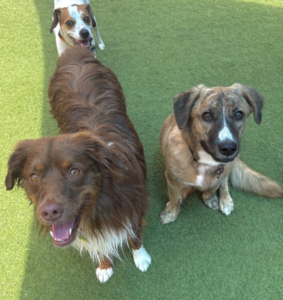 Camp Run-A-Mutt Dunwoody photo 6