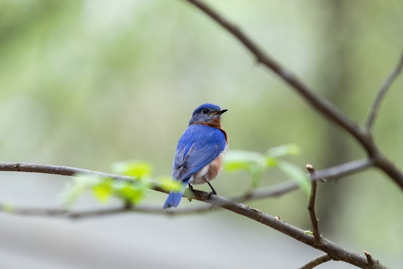 Dunwoody Nature Center - Dog-Friendly Establishment in Dunwoody, GA | Indoor Dog Park