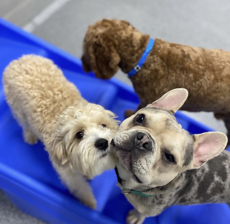 Emerson, NJ - Dog Parks Directory