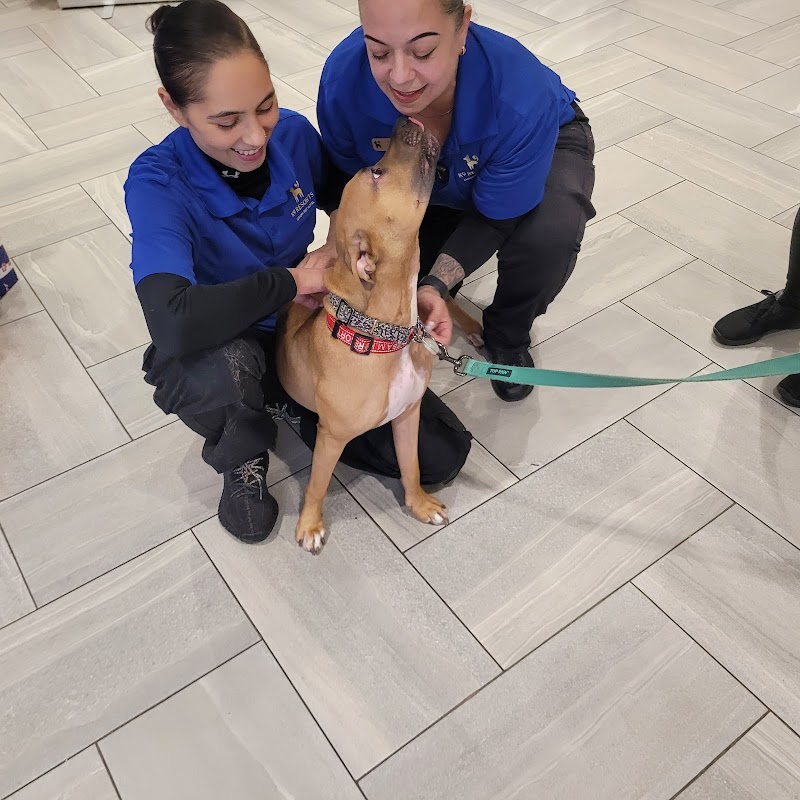 K9 Resorts Luxury Pet Hotel Emerson photo 2