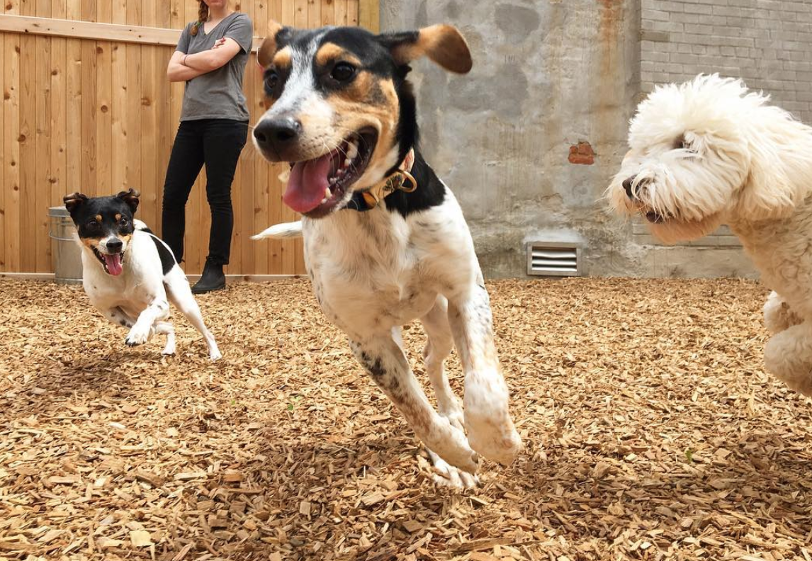 Englewood, NJ - Dog Parks Directory