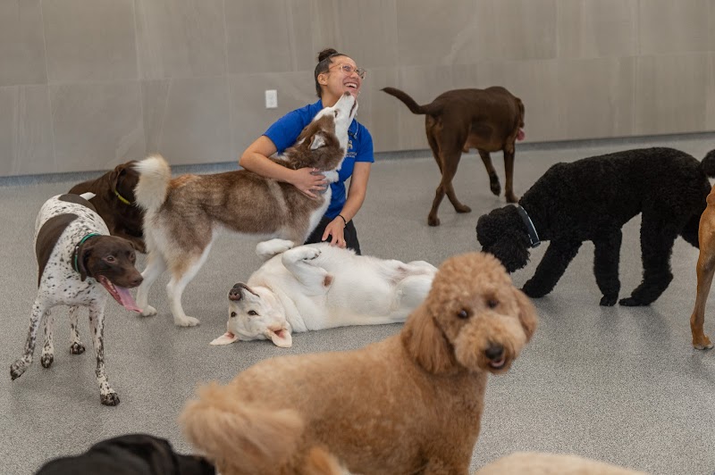 K9 Resorts Luxury Pet Hotel Scotch Plains - Fanwood (Original Location) photo 2