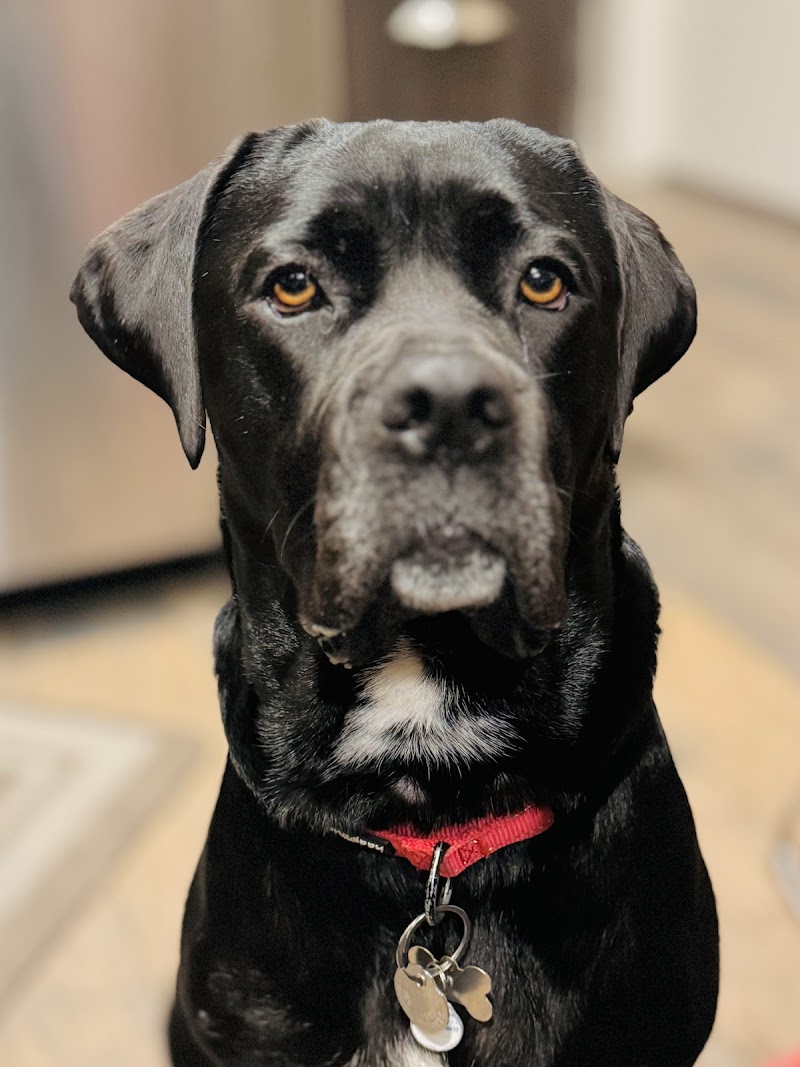 Glendale Pet Resort - Dog Park in Glendale, CA | Indoor Dog Park