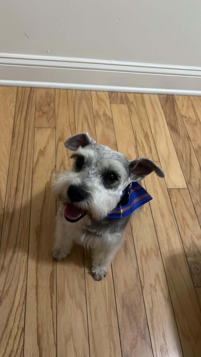 Furever Fresh Dog Grooming + Day Care photo 3