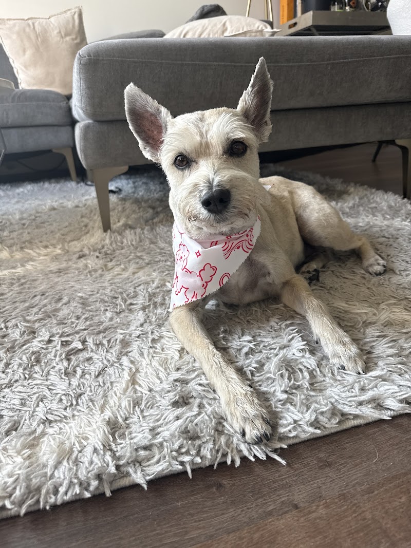 Furever Fresh Dog Grooming + Day Care photo 5