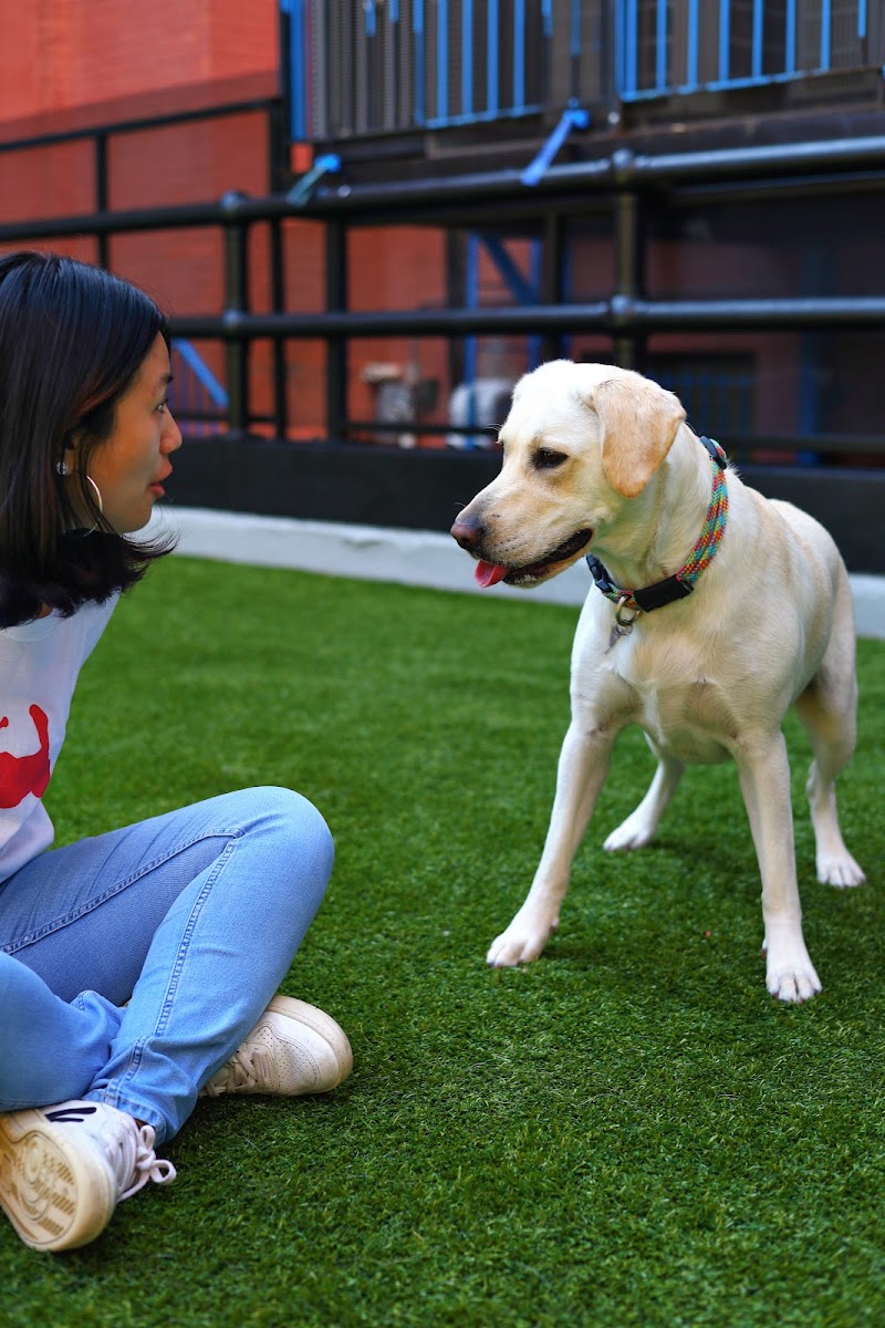 Paws & Tales Doggy Playgroup photo 2