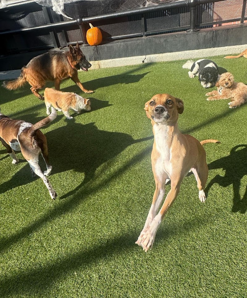 Paws & Tales Doggy Playgroup photo 3