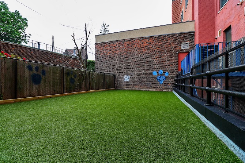 Paws & Tales Doggy Playgroup - Dog Park in Jersey City, NJ | Indoor Dog Park