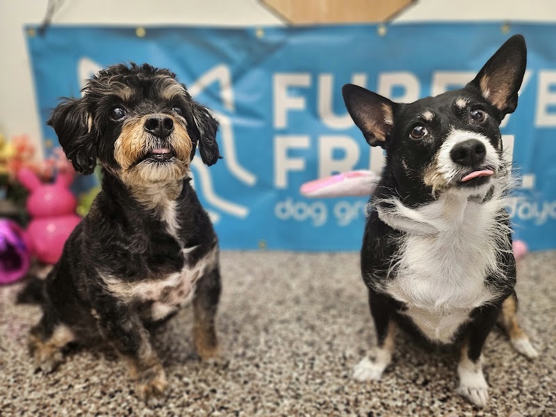 Tamed Paw's Dog Daycare and Dog Sitting photo 2