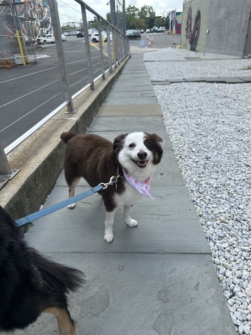 Tamed Paw's Dog Daycare and Dog Sitting photo 4