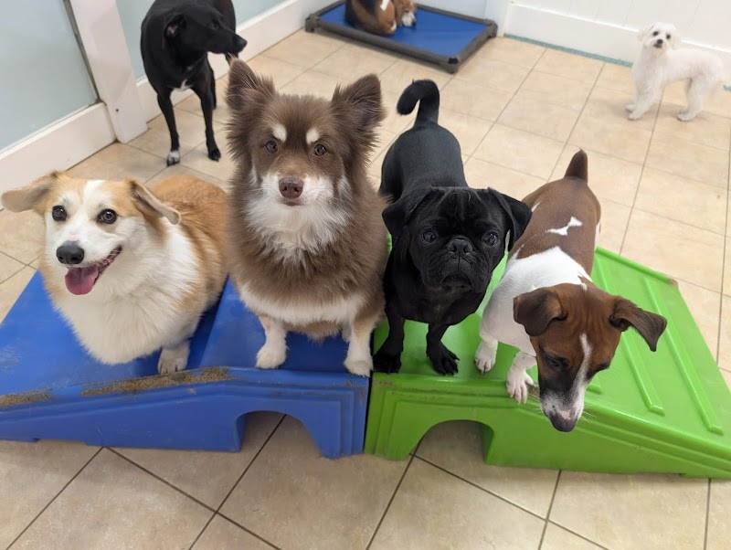 Hounds Town Bergen photo 1