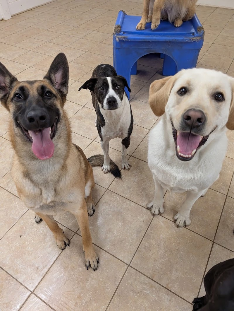 Hounds Town Bergen photo 2