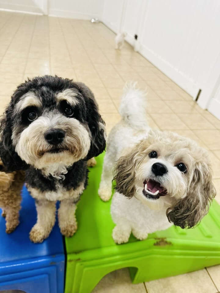 Hounds Town Bergen - Dog-Friendly Establishment in Lodi, NJ