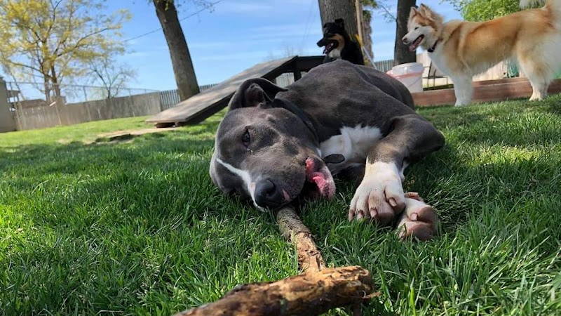 Sunset Kennels - Dog Park in Lodi, CA | Indoor Dog Park