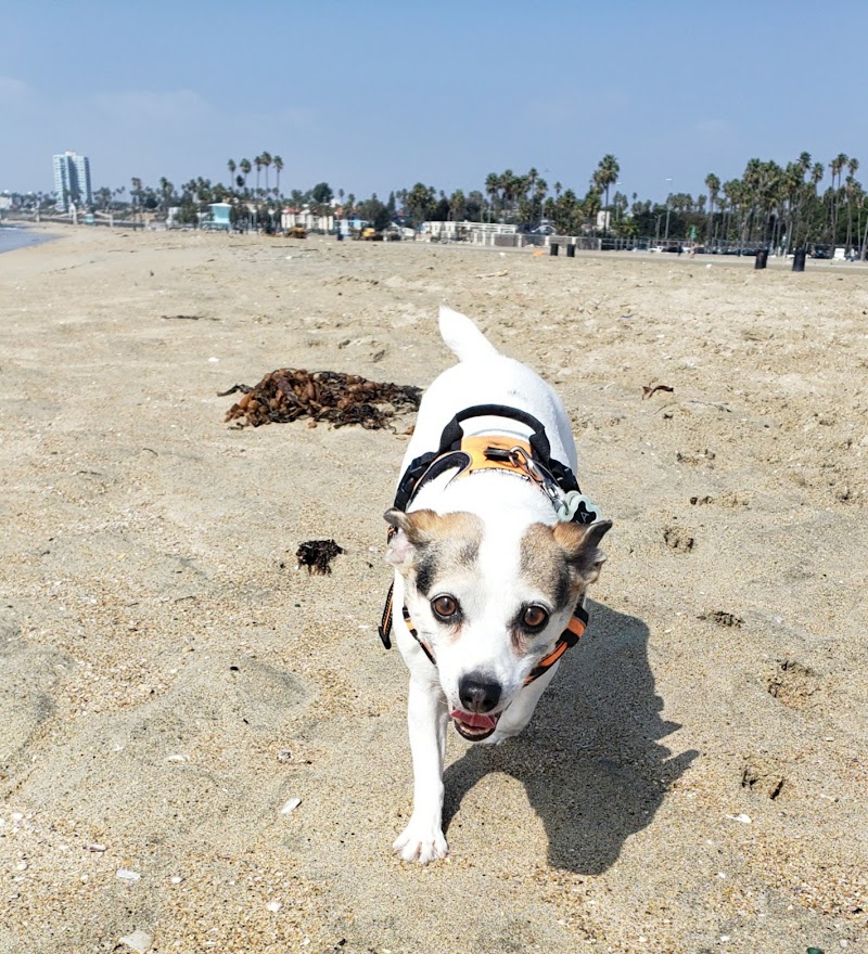 Rosie's Dog Beach - Dog Park in Long Beach, CA | Indoor Dog Park